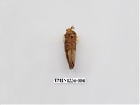 藏品(枯葉蛾科)的圖片